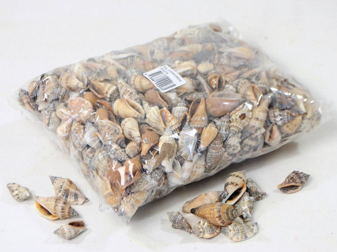 Shells Strombus 1kg