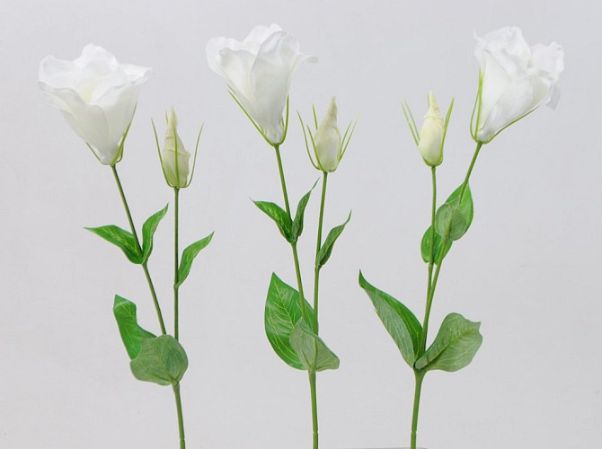 Lisianthus 42cm Weiss