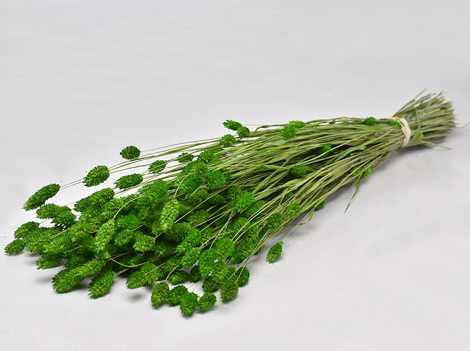 Phalaris Spring Green 70cm