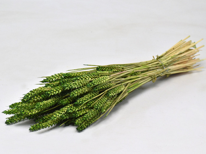 Triticum Green (wheat) 70cm