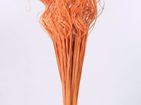 Curly Ting orange 300 Stielen