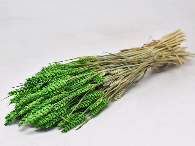 Triticum Spring Green (wheat) 70cm