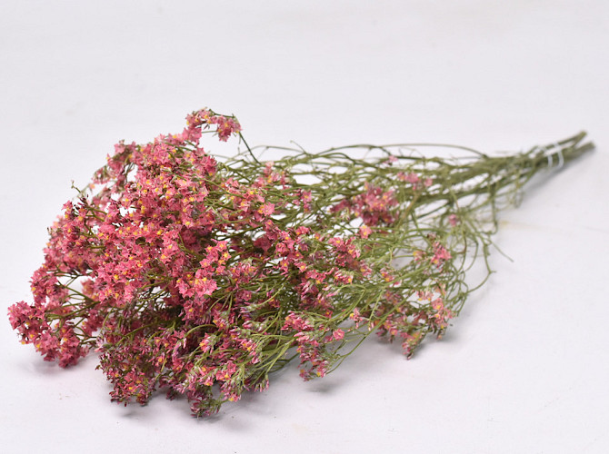 Limonium 45cm Lachsrosa