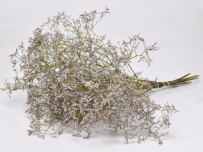 Limonium 60cm Licht Lila