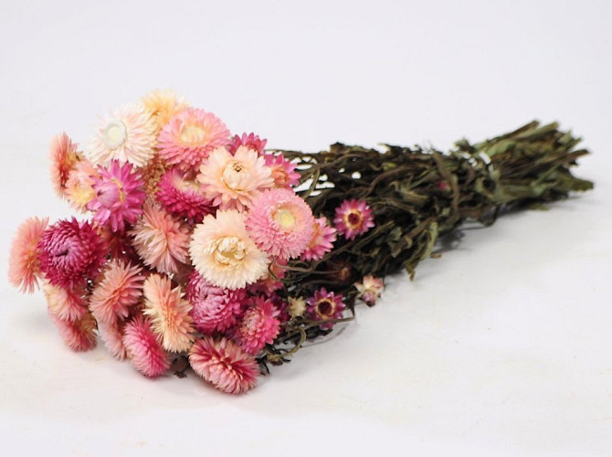 Helichrysum light Pink 45cm