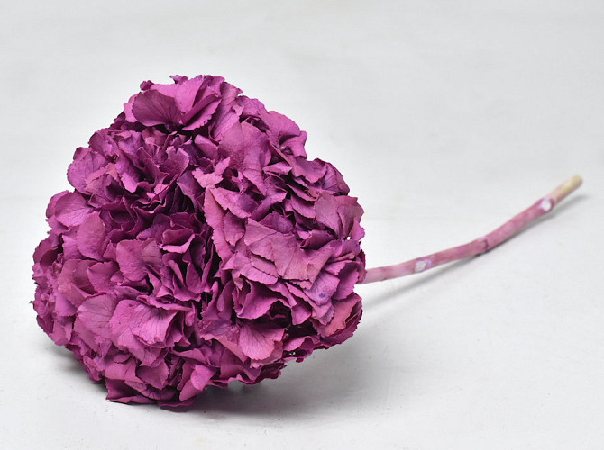 Hydrangea preserved Mauve D16cm