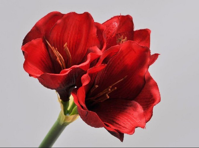 Amaryllis Zweig Rot 36cm