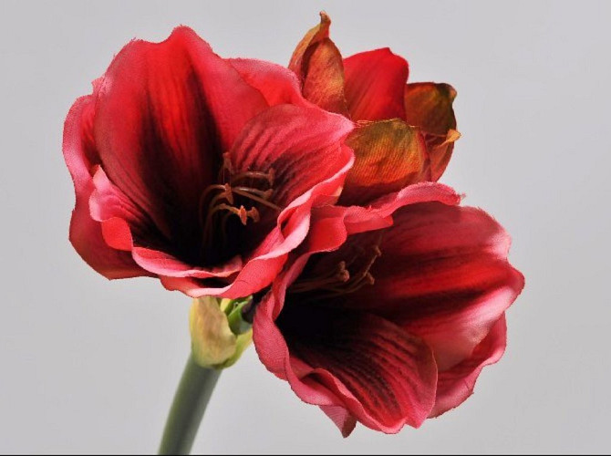 Amaryllis Zweig Mauve 36cm