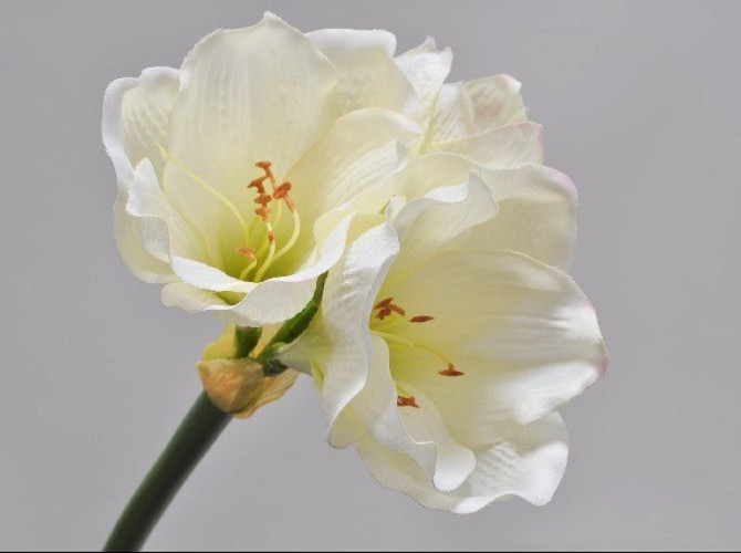Amaryllis Zweig Creme 36cm