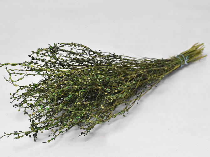 Lepidium Green 70cm 