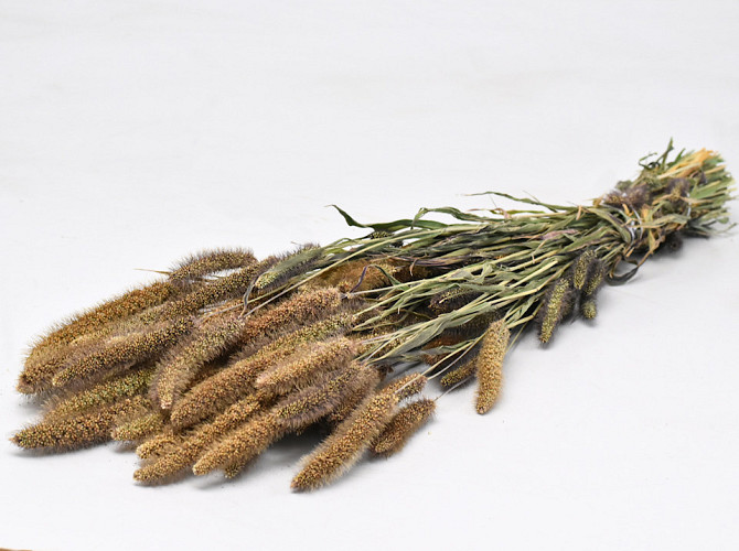 Setaria Italica 65cm (Foxtail Millet)