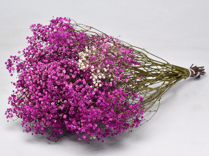 Gypsophila Pink 70cm (25 Branches)