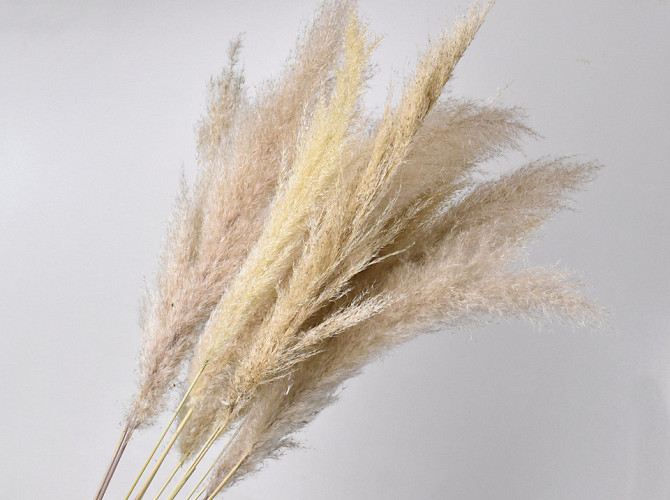 Pampas Grass Mix Plumes 10pcs