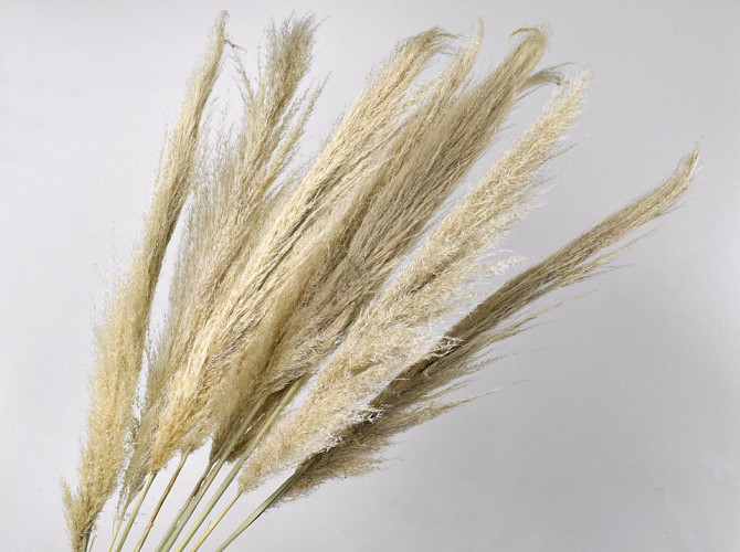 Wooly Pampas 110cm