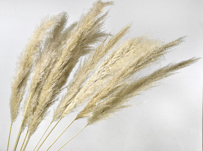 Pampas Grass Mix Plumes 10pcs