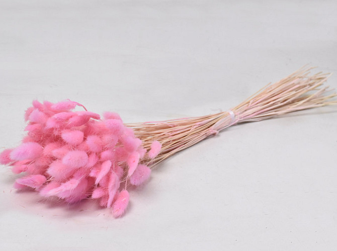 Lagurus Pastel Pink 60cm
