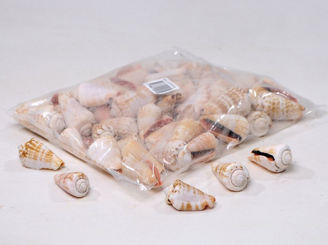 Shells strombus luhuanus 1kg