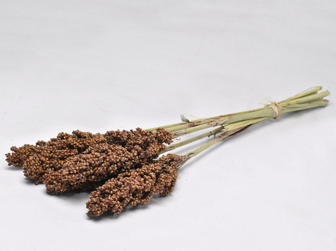 Sorghum 70cm Braun