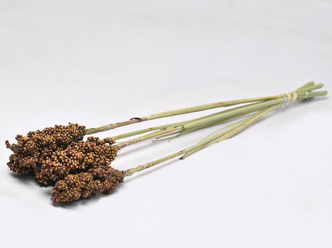 Sorghum Small 70cm Brown