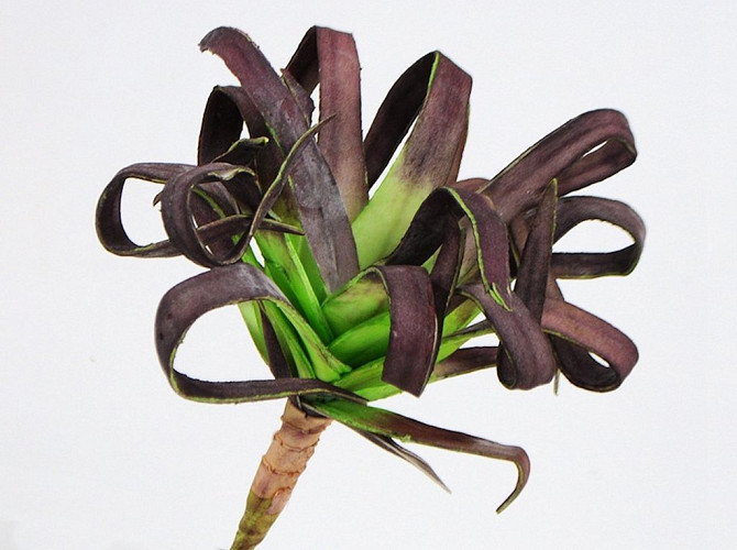 Foam Plant 25cm brown-green