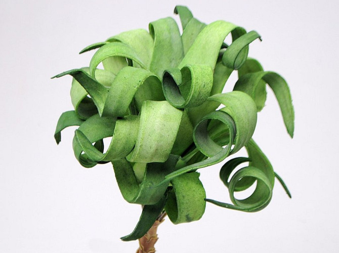 Foam Plant 30cm green