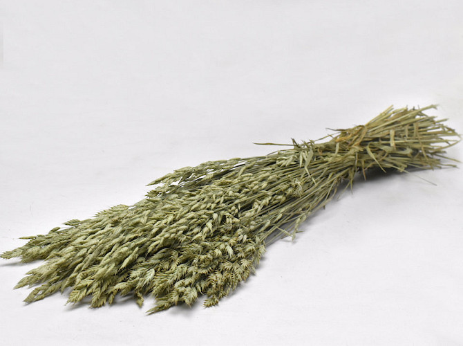 Bouquet Bromus 60cm