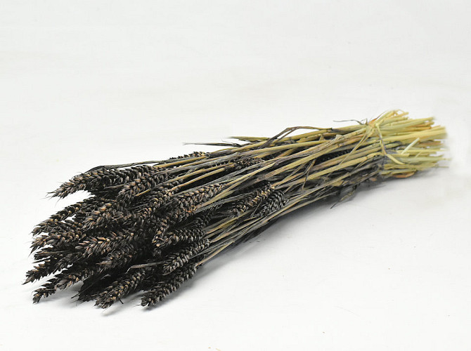 Bouquet Triticum Noir (Blé) 70cm