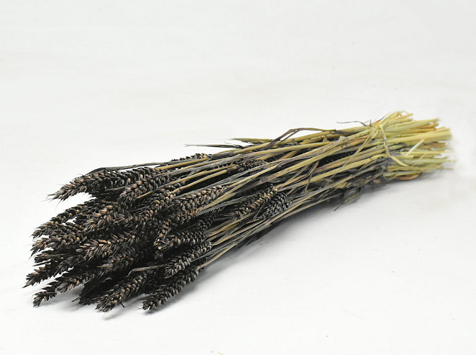 Triticum Black (wheat) 70cm