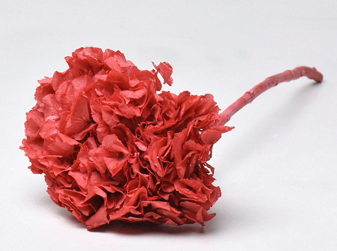 Hydrangea preserved Coral Red D16cm