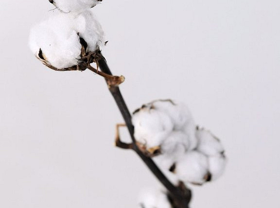 Cotton Balls on stem 65cm