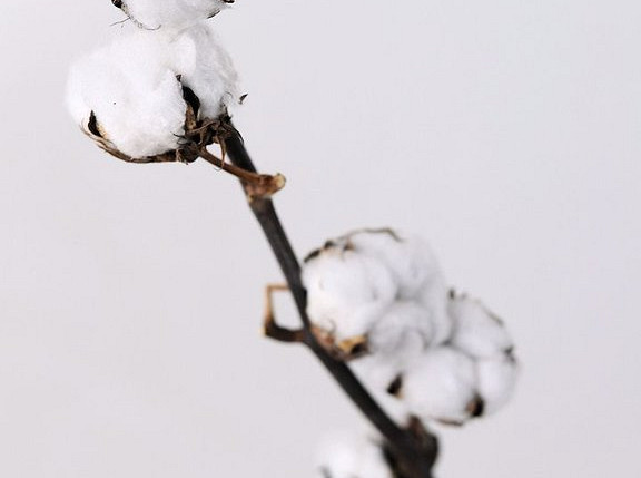 Cotton Branch - 8 Balls
