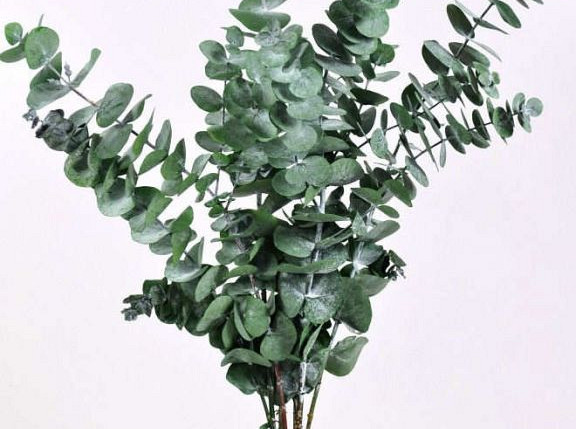 Eucalypt Pulverulenta green 60cm