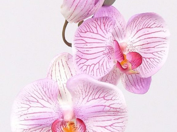 Phalaenopsis 33cm Pink