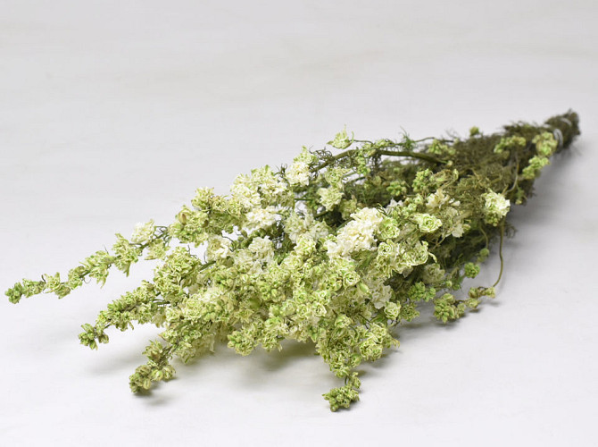 Bouquet Delphinium Blanc-Vert 65cm