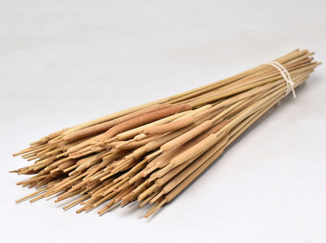 Typha Mix 100pcs