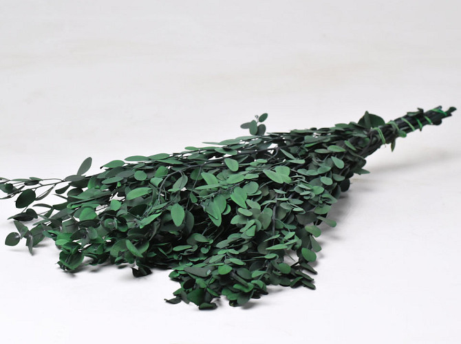 Eucalyptus Gunnii Vert Mix 65cm