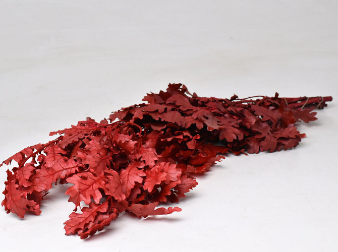 Feuille de Chêne Rouge 60-70cm