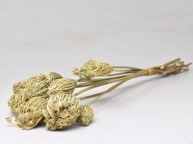 Ammi Majus 10pcs