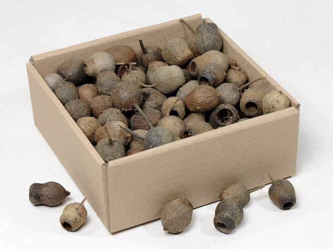 Gumbells 100-Pack