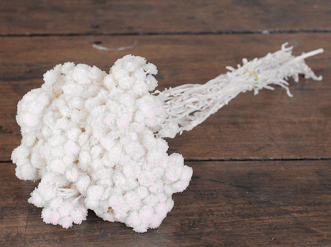 Helichrysum Immortelle Weiß 30cm 