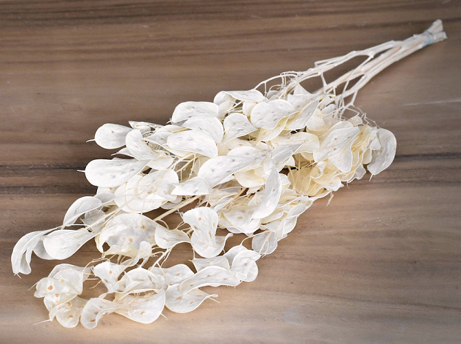 Lunaria 1m Bleached