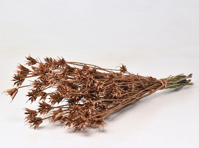 Nigella Orientalis Kupfer