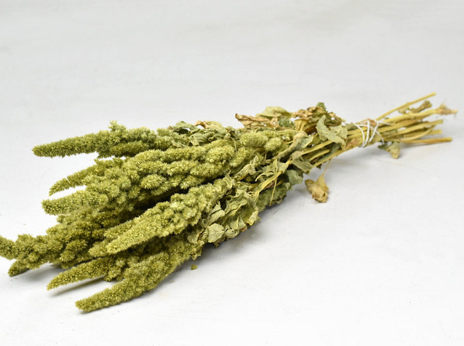 Amaranthus Groen