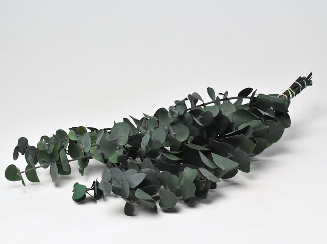 Eucalyptus True Blue 65cm Green