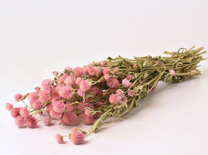 Gomphrena Pastel Pink 50cm