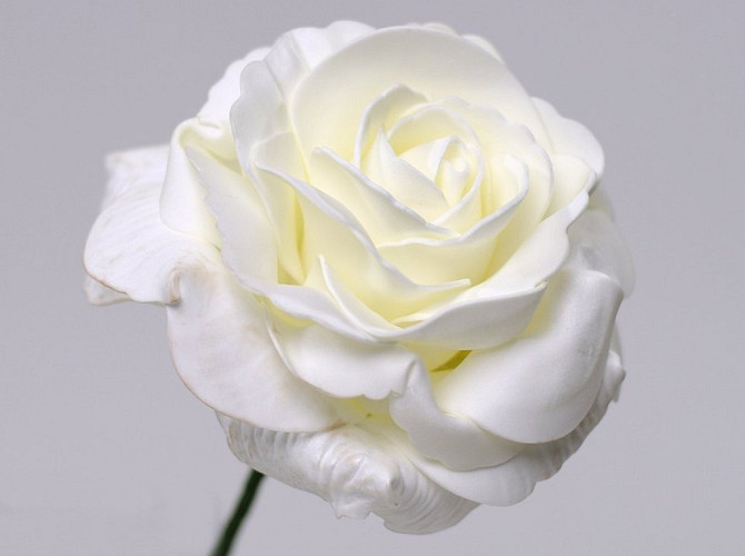 Foam Rose XL White, D 13cm