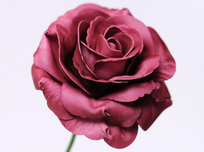 Foam Rose XL burgundy