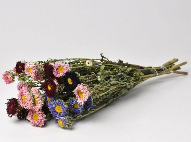 Bouquet de Asters 30cm Mélange assorti 