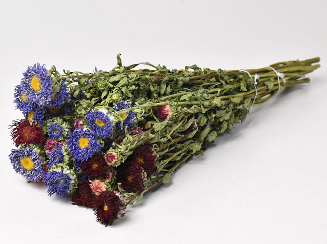 Bouquet de Asters 30cm Mélange assorti 