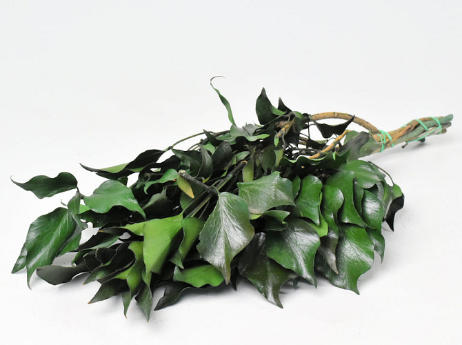 Hedera Ivy Green 40-50cm